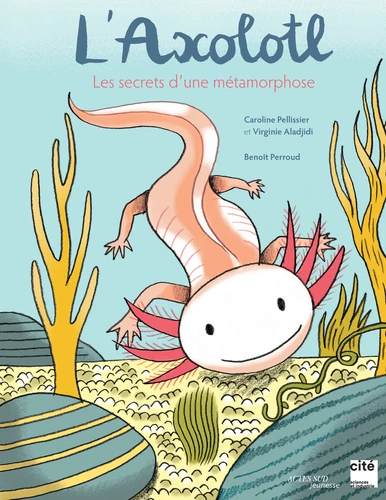 Couverture de L'axolotl : les secrets d'une métamorphose