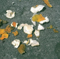 Il était temps (sonate pour mégaphone)