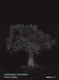 Genévriers thurifères (juniperus thurifera)