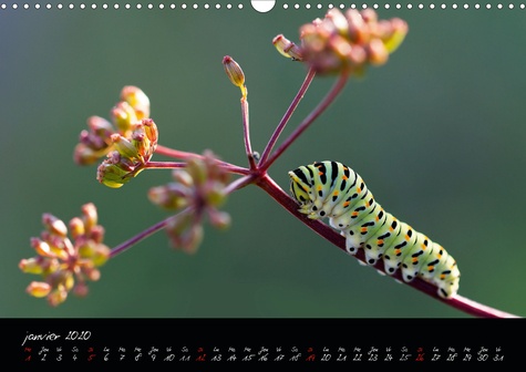CALVENDO Nature  L'année des petits mondes (Calendrier mural 2020 DIN A3 horizontal). À la découverte des insectes du jardin (Calendrier mensuel, 14 Pages )