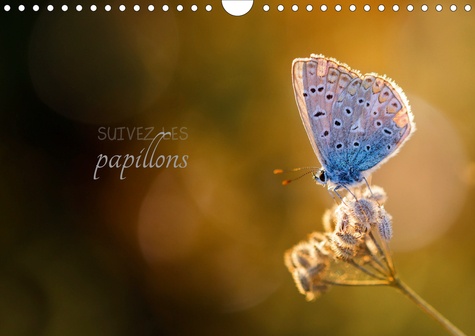 CALVENDO Nature  Suivez les papillons (Calendrier mural 2020 DIN A4 horizontal). Calendrier photo sur le thème des papillons (Calendrier mensuel, 14 Pages )