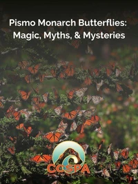 Pismo Monarch Butterflies: Magic, Myths, &amp; Mysteries