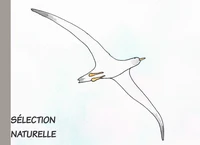 Sélection naturelle
