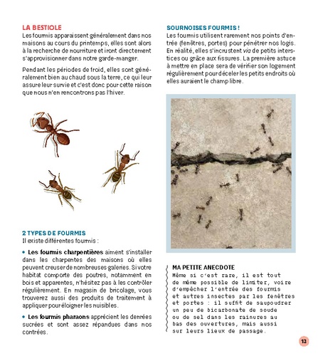 Stratégie anti-bestioles à ma maison. Zéro difficulté, zéro pesticide, zéro dépense