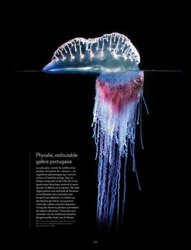 Plancton. Aux origines du vivant