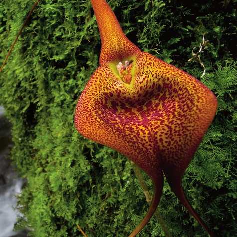 Beautés fatales. Le monde des orchidées sauvages