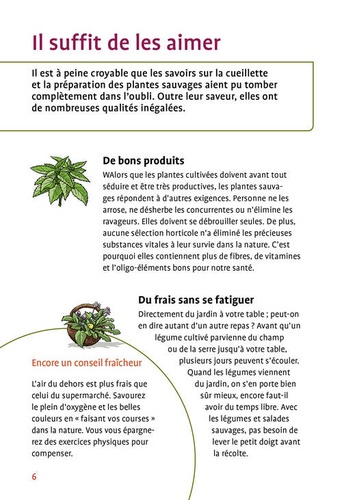 Plantes sauvages aromatiques