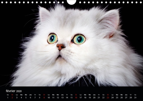 CALVENDO Animaux  Quelle vie de chats (Calendrier mural 2020 DIN A4 horizontal). Chats et chatons (Calendrier mensuel, 14 Pages )