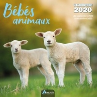  Collectif - Bébés animaux - Calendrier 2020 - de septembre 2019 à décembre 2020.