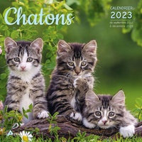  Collectif - Calendrier chatons.