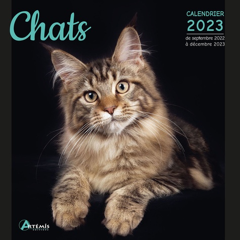 Calendrier Chaton 2023 Calendrier Chats 2023 De Collectif - Livre - Decitre