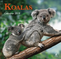  Collectif - Calendrier Koalas.