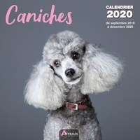  Collectif - Caniches - Calendrier 2020 - de septembre 2019 à décembre 2020.