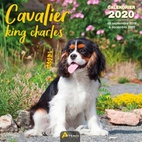  Collectif - Cavalier king charles - Calendrier 2020.