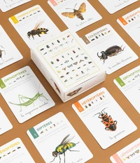 Le jeu des 7 ordres d'insectes