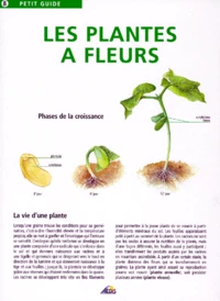 Les Plantes A Fleurs