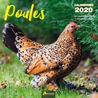  Collectif - Poules - Calendrier 2020 - de septembre 2019 à décembre 2020.