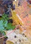 CALVENDO Nature  Feuilles dans l'eau (Calendrier mural 2020 DIN A3 vertical). Eclats de lumière sur les feuilles inondées (Calendrier mensuel, 14 Pages )
