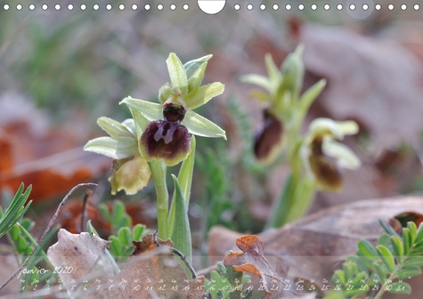 CALVENDO Nature  Orchidées du Périgord (Calendrier mural 2020 DIN A4 horizontal). Belles et fragiles fleurs sauvages (Calendrier mensuel, 14 Pages )