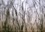 CALVENDO Nature  Une prairie au crépuscule (Calendrier mural 2020 DIN A4 horizontal). Beauté des graminées (Calendrier mensuel, 14 Pages )