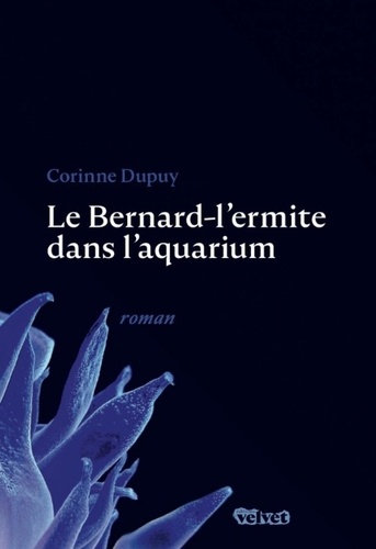 Le Bernard l'Hermite dans l'aquarium