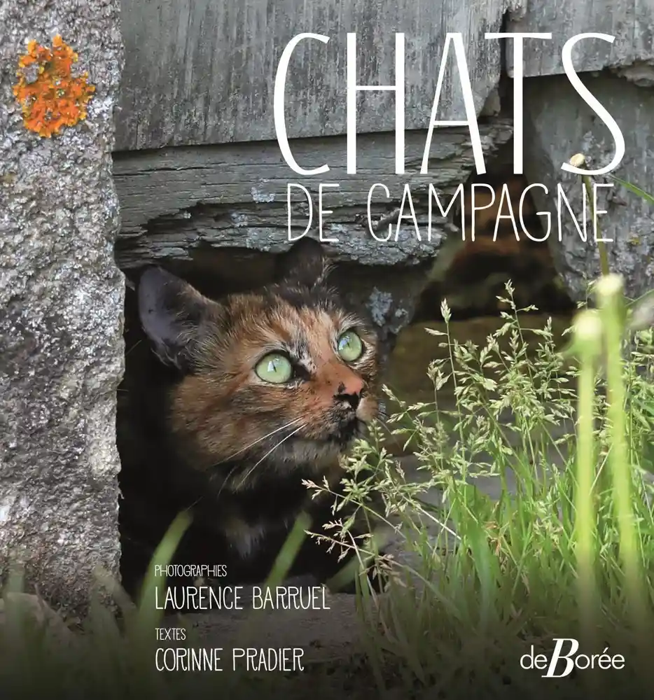 Couverture de Chats de campagne