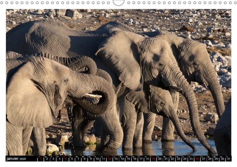 CALVENDO Nature  Sur les pistes namibiennes (Calendrier mural 2020 DIN A3 horizontal). À la découverte de la Namibie (Calendrier mensuel, 14 Pages )