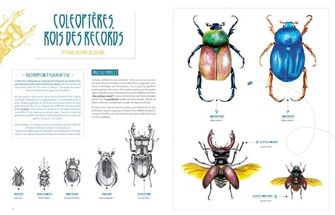 Insectes. Le grand livre du minuscule