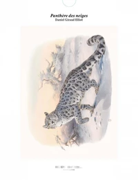 Panthère des neiges