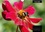 CALVENDO Nature  L'abeille et le dahlia (Calendrier mural 2020 DIN A4 horizontal). Le dahlia et l'abeille en parfaite symbiose. (Calendrier mensuel, 14 Pages )