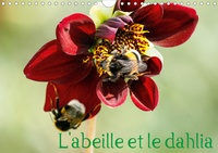 Daniel Illam - CALVENDO Nature  : L'abeille et le dahlia (Calendrier mural 2021 DIN A4 horizontal) - Le dahlia et l'abeille en parfaite symbiose. (Calendrier mensuel, 14 Pages ).