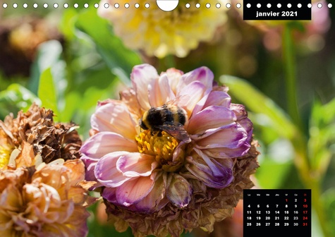 CALVENDO Nature  L'abeille et le dahlia (Calendrier mural 2021 DIN A4 horizontal). Le dahlia et l'abeille en parfaite symbiose. (Calendrier mensuel, 14 Pages )