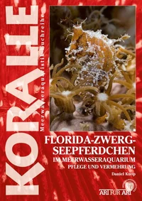 Florida-Zwergseepferdchen im Meerwasseraquarium