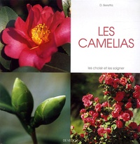 Daniela Beretta - Les camélias.