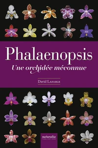 Phalaenopsis