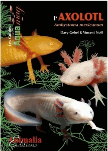 L'axolotl. Ambystoma mexicanum