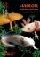 L'axolotl. Ambystoma mexicanum