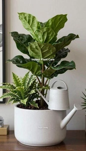 Indoor Plant Care