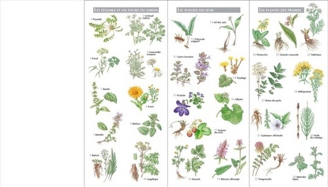 Plantes médicinales. 60 plantes pour soigner