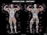 Poster bodybuilding anatomie
