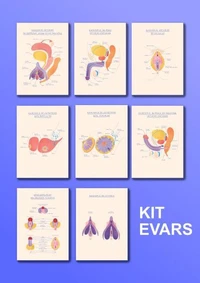 Kit anatomiques EVARS - Les organes sexuels