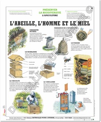  Deyrolle pour l'avenir - L'Abeille, l'homme et le miel - Poster 50x60.