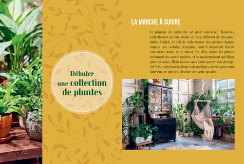 Les plantes d'intérieur. Créer une jungle chez soi et bien débuter sa collection de plantes