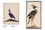 The canticle of the birds illustrated by eastern islamic paintings