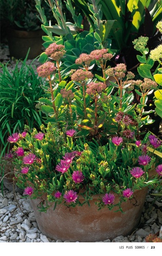 Ca Pousse Vite Ca Resiste Et Ca Fleurit De Didier Willery Livre Decitre