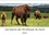 CALVENDO Animaux  Les bisons de l'Amérique du Nord (Calendrier mural 2020 DIN A3 horizontal). Le bison est le plus grand mammifère sur le continent nord américain (Calendrier mensuel, 14 Pages )