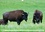 CALVENDO Animaux  Les bisons de l'Amérique du Nord (Calendrier mural 2020 DIN A3 horizontal). Le bison est le plus grand mammifère sur le continent nord américain (Calendrier mensuel, 14 Pages )