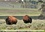 CALVENDO Animaux  Les bisons de l'Amérique du Nord (Calendrier mural 2020 DIN A3 horizontal). Le bison est le plus grand mammifère sur le continent nord américain (Calendrier mensuel, 14 Pages )