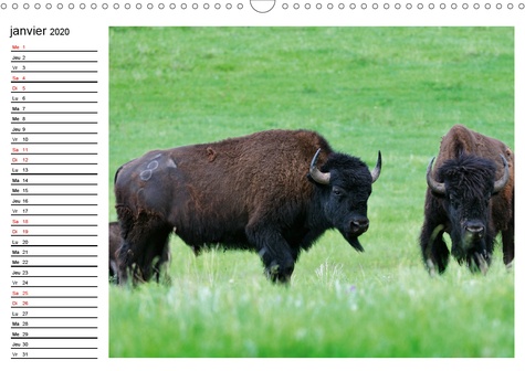 CALVENDO Animaux  Les bisons de l'Amérique du Nord (Calendrier mural 2020 DIN A3 horizontal). Le bison est le plus grand mammifère sur le continent nord américain. (Calendrier anniversaire, 14 Pages )