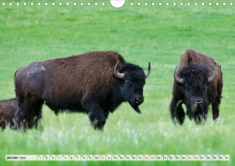 CALVENDO Animaux  Les bisons de l'Amérique du Nord (Calendrier mural 2020 DIN A4 horizontal). Le bison est le plus grand mammifère sur le continent nord américain (Calendrier mensuel, 14 Pages )
